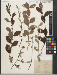 Foto von Salix starkeana Willd.